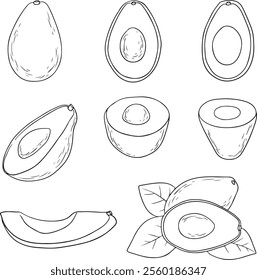 Avocado line art vector set. Whole avocado, halves of avocado and leaves. Hand drawn botanical elements isolated on a white background.  Avocado illustrations in doodle style