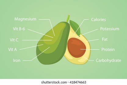 avocado nutrition nutrient vector graphic illustration