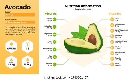 Avocado and its nutritional properties- vector illustration