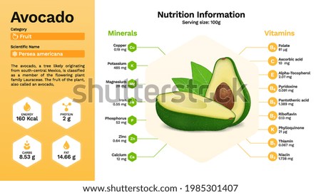Avocado and its nutritional properties- vector illustration