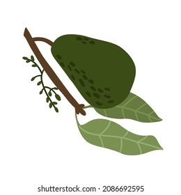 avocado on a branch with leaves in a flat hand drawn style. vector illustration isolated on white background.