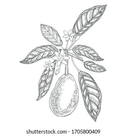 Aguacate sobre una rama de fondo blanco. Ilustraciones botánicas en estilo grabado. Colección de flores y plantas dibujadas a mano. Planta tropical.
