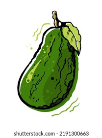 Avocado on white background. Hand drawn vector illustration.
