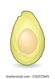 Avocado on a white background. Vector illustration.
