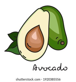 Avocado on white background. Vector illustration 