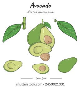 Paquete de aguacate. set Ilustración de fruta de aguacate. Puede ser utilizado para temas como la biología o el cartel de la educación.