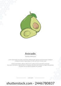 Avocado - Persea americana illustration wall decor ideas or poster. Hand drawn Avocado isolated on white background