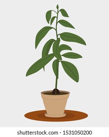 Avocado plant in a ceramic pot