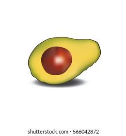 Avocado realistic vector illustration isolated on the white background