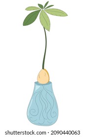 Avocado seed growing in water. Colorful house plant in glass. Hand draw cartoon vector illustration. Isolated on white background