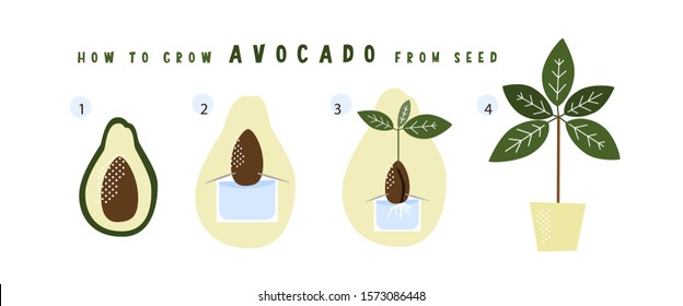 Avocado seed propagation illustration. Step by step guide. Half with seed, fruit with a toothpick, jar filled with water. Rooting process with leaves growing and pot with a plant for magazine or book