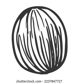 Avocado seed vector icon. Hand drawn sketch. Texture seed of a tropical plant. Simple botanical element, monochrome outline. Clipart for decoration, design of cosmetics, scrub, cream