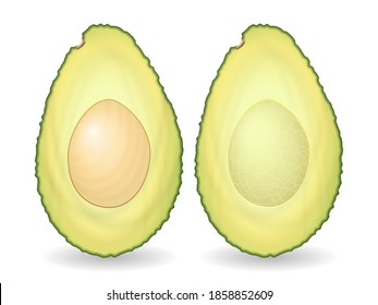 Avocado set on a white background. Vector illustration.
