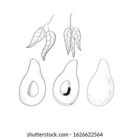Avocado set. Perfect for design work. All parts of the image can be used to create illustrations, packaging, backgrounds, napkins, menus, and packages.Healthy food.