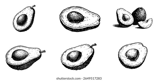 Avocado set, vector engraving style illustration