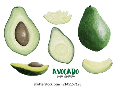 aguacate set acuarela estilo. ilustración vectorial.