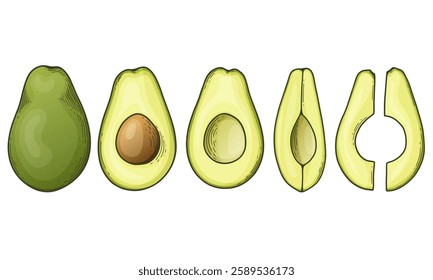 Avocado set with whole halved and sliced green tropical fruit. Vegan healthy nutritious food in flat detailed vector style for packaging, designs, decorative elements