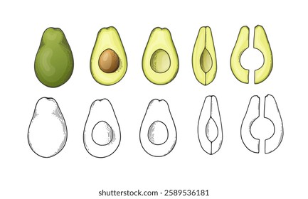 Avocado set with whole halved and sliced green tropical fruit. Vegan healthy nutritious food in flat detailed vector style for packaging, designs, decorative elements