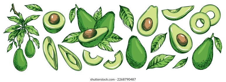 Avocado-Set. Ganzer Avocado, Halbheiten von Avocado und Blättern. Handgezeichnete botanische Elemente einzeln auf weißem Hintergrund. Grafische Früchte im Vintage-Stil. Lineare Vektorgrafik.