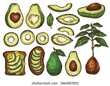 Avocado sketch colorful set with whole, half cutting and slices. Seed with young tree and leaves. Finger food and  sandwiches with exotic fruit. Hand drawn vector illustration