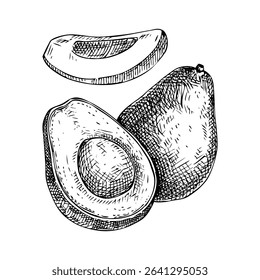 Avocado sketch. Hand drawn fruit illustration. Natural ingredients, organic food logo design. Not AI generated