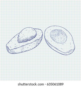 Avocado sketch on notebook sheet background. Vector illustration