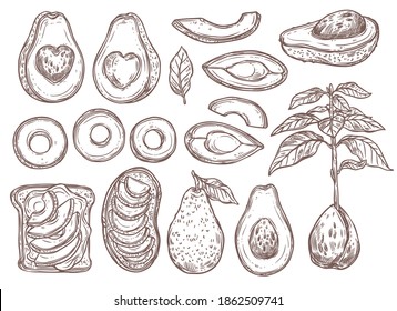 Avocado sketch set with whole, half cutting and slices. Seed with young tree and leaves. Finger food and  sandwiches with exotic fruit. Hand drawn vector illustration