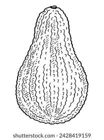 Avocado sketch. Vegetable fruit. Healthy food. Hand drawn vector illustration.