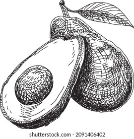 Avocado Sketchy Handdrawn Vector Illustration Stock Vector (Royalty ...