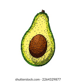 avocado slice hand drawn vector. cut food, fresh ripe, organic green, healthy exotic, vegetable half, fruit diet, ingredient avocado slice sketch. isolated color illustration