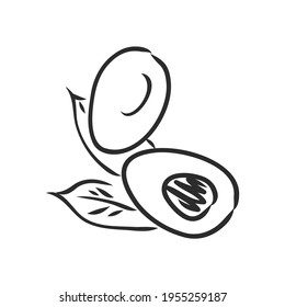 Avocado slice Vector hand drawn vector illustration. Tropical summer fruit engraved style. Detailed food drawing. Great for label, poster, print. Black isolated on white background