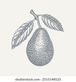 Avocado sliced and whole. Vintage woodcut engraving style vector illustration.