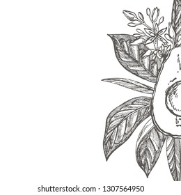Avocado teamplate for postcards. Vector hand drawn illustrations. Avocado, sliced pieces, half, leaf and seed sketch. Tropical summer fruit engraved style illustration.