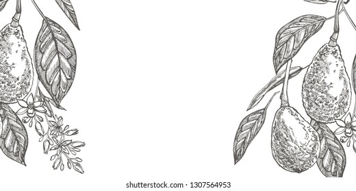Avocado teamplate for postcards. Vector hand drawn illustrations. Avocado, sliced pieces, half, leaf and seed sketch. Tropical summer fruit engraved style illustration.