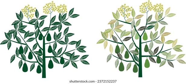 avocado tree flowering and bearing fruit in green and colorful colors in vector on a white background