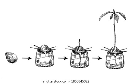 Avocado tree growing guide. How to grow an avocado from seed. Avocado fruit, seed, sprout and tree. Vector illustration of fruit avocado