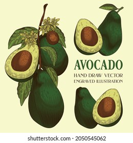 Aguacate, árbol aguacate, vector de dibujo a mano, ilustración grabada, capa separada, aislada en fondo blanco, menú, pancarta