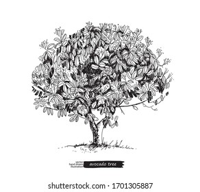 Árbol de aguacate aislado en fondo blanco. El vector esboza el fondo de la ilustración dibujada a mano. Volante, publicidad en folletos y diseño. Estilo de línea artística.