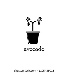 avocado tree in pot illustration. Element of flower icon for mobile concept and web apps. Detailed avocado tree in pot illustration can be used for web and mobile. Premium icon on white background