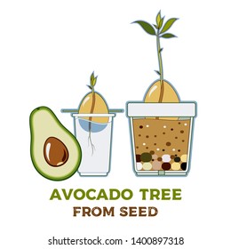 Avocado tree vector growing guide poster. Green simple instruction how to grow avocado tree from seed. Vector life cycle of avocado growth on a white background. Avocado fruit, seed, sprout and tree.