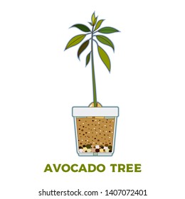 Avocado tree vector growing guide poster. Green simple instruction how to grow avocado tree from seed. Vector life cycle of avocado growth on a white background. Avocado fruit, seed, sprout and tree.