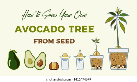 Avocado tree vector growing guide poster. Green simple instruction how to grow avocado tree from seed. Vector life cycle of avocado growth on a white background. Avocado fruit, seed, sprout and tree.