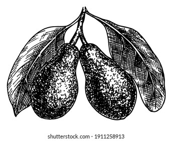 Avocado tree vector sketch black and white illustration. Avocado branch botanical illustration vintage engraving style black and white. Branch with ripe fruit and leaves. Hand drawn doodle food.