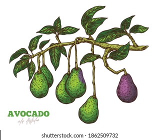 Aguacate Arbol Ilustraciones Imagenes Y Vectores De Stock Shutterstock