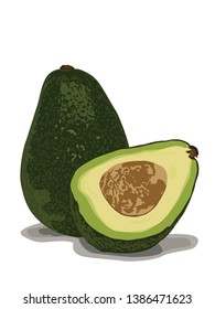 avocado tropical fruit vector drawing