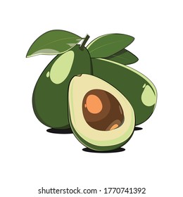 Avocado tropical fruit vector illustration