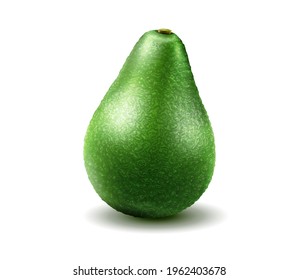 Avocado. Vector 3D realistic fresh avocado fruit, whole avocado isolated on white background.