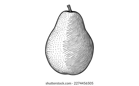 Avocado, Vektorgrafik mit schwarzer Linie, einzeln auf Weiß. Sketch-Kunst