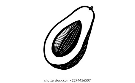 Avocado vector black line illustration isolated white. Sketch art