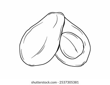 avocado vector with black and white line art